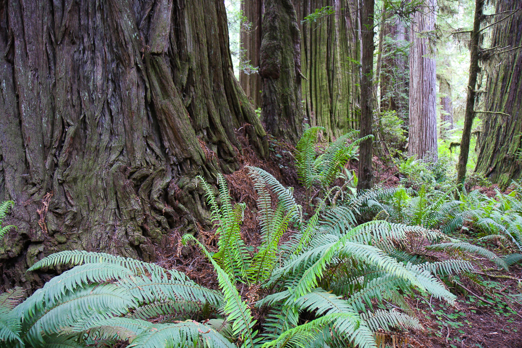 Redwood base - Stout Memorial Grove