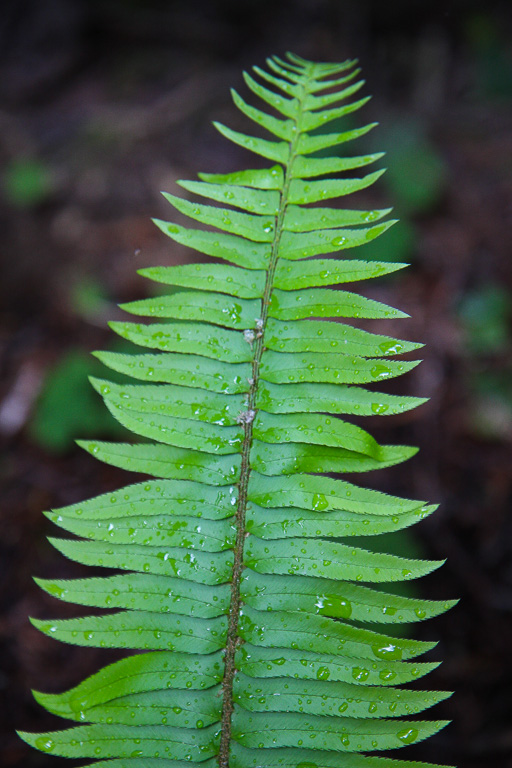 Fern frond - Stout Memorial Grove