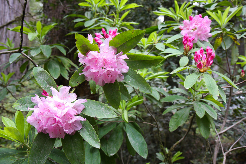 Rhodies - Stout Memorial Grove
