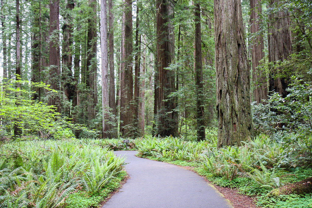 Carpet of ferns - Stout Memorial Grove