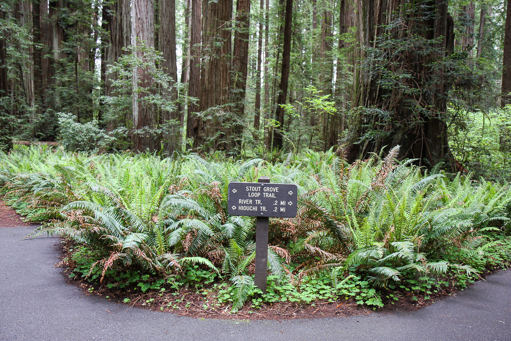 Loop - Stout Memorial Grove