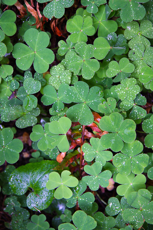Redwood sorrel - Stout Memorial Grove