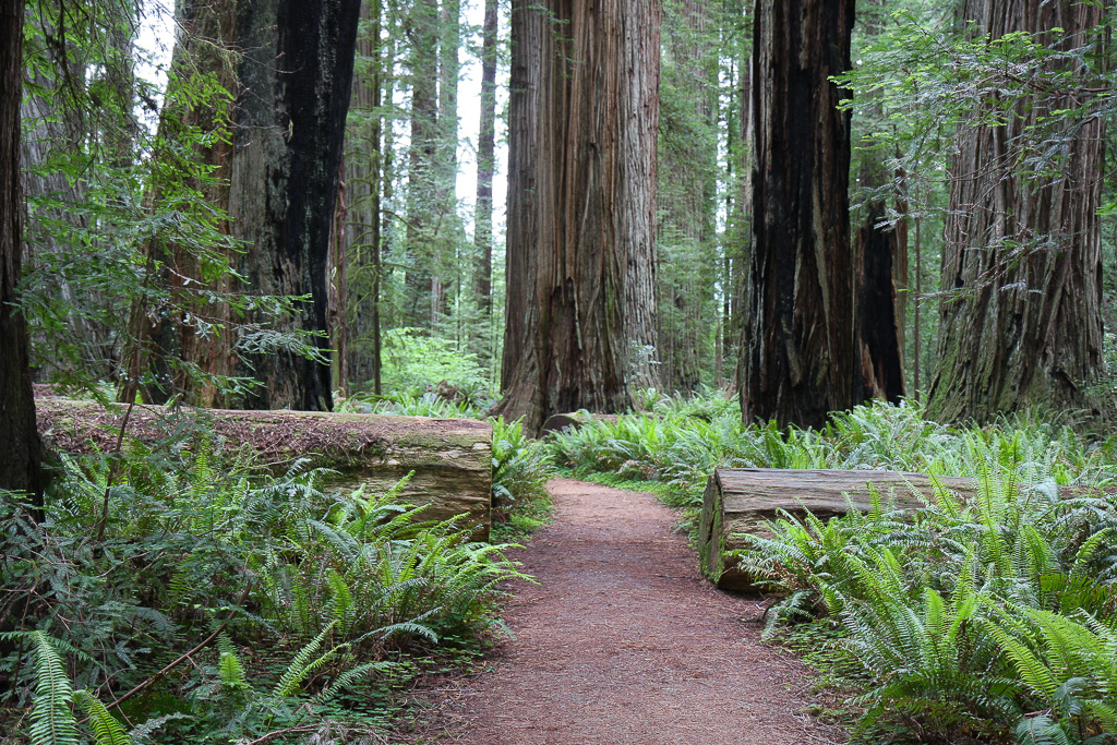 Forest path - Stout Memorial Grove