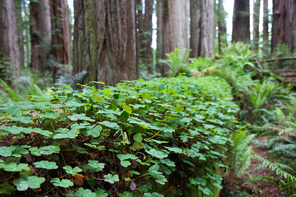 Sorrel on a log - Stout Memorial Grove