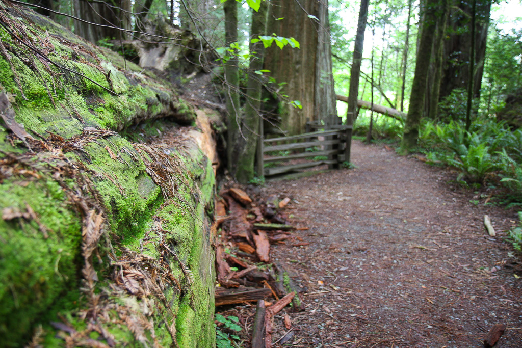Path - Stout Memorial Grove