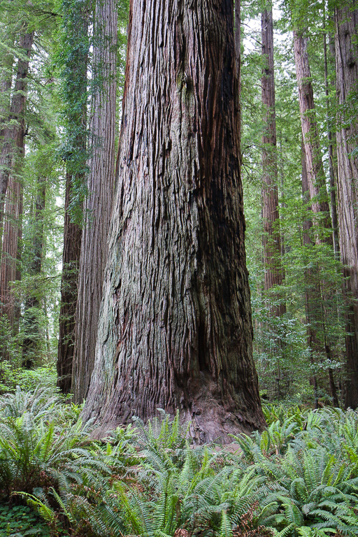 Redwood - Stout Memorial Grove