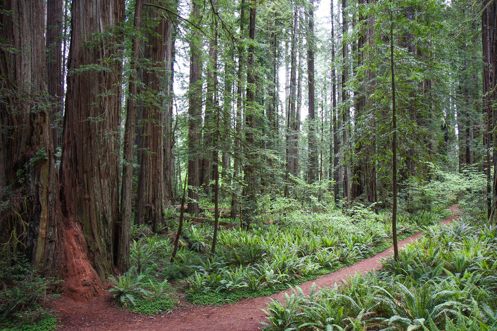 Path and redwoods - Stout Memorial Grove