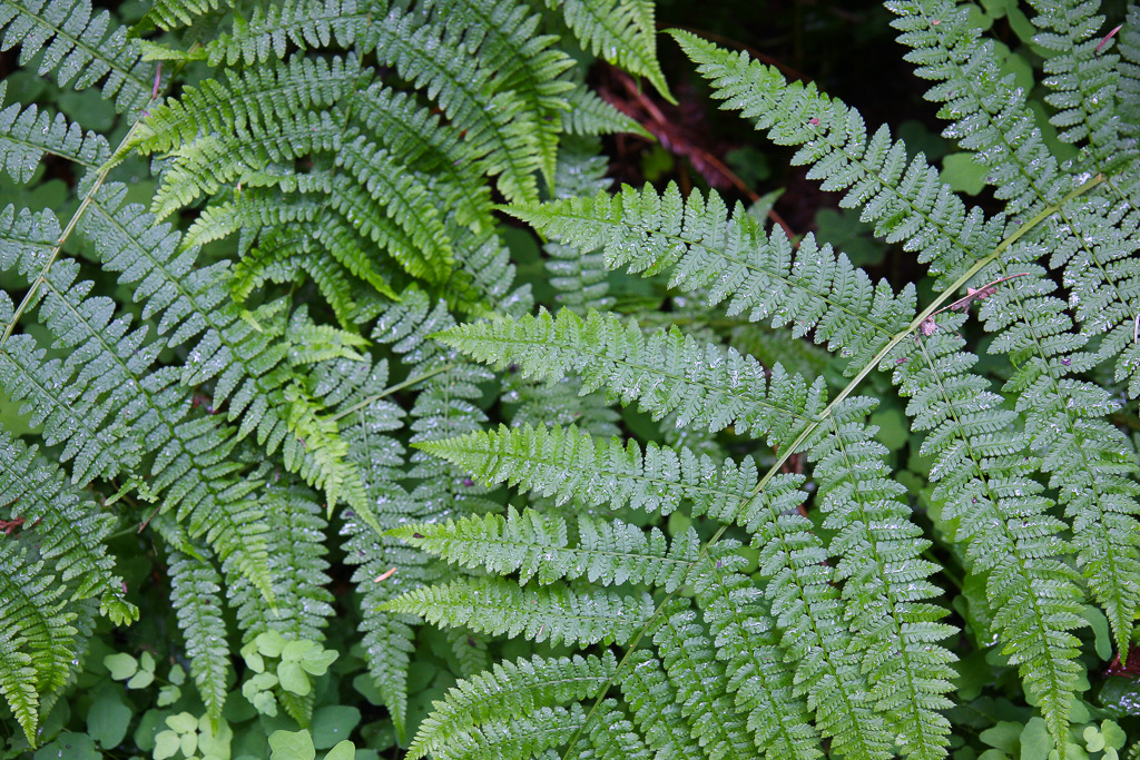 Fern - Stout Memorial Grove