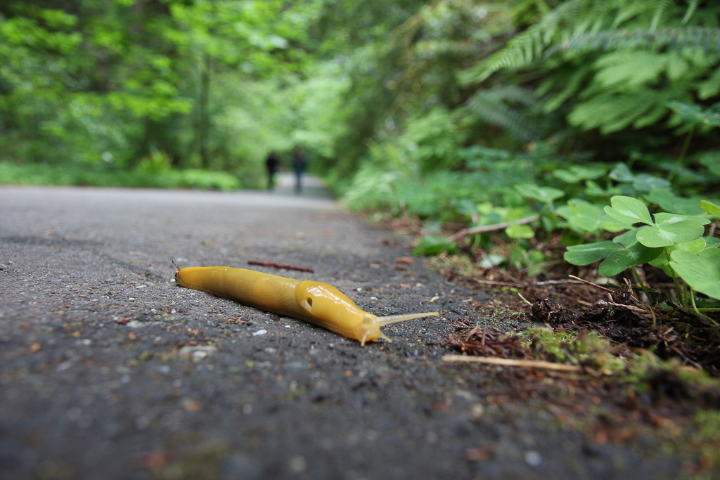 Banana slug - Stout Memorial Grove