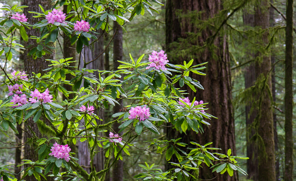 Rhododendrons and Redwoods - California