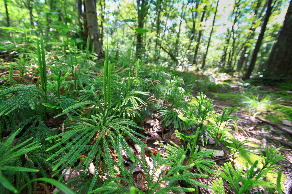 Club moss - Table Rock