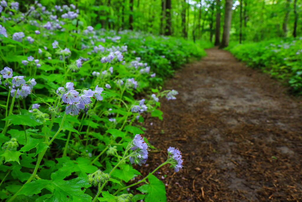 Spring blooms - Turkey Run State Park