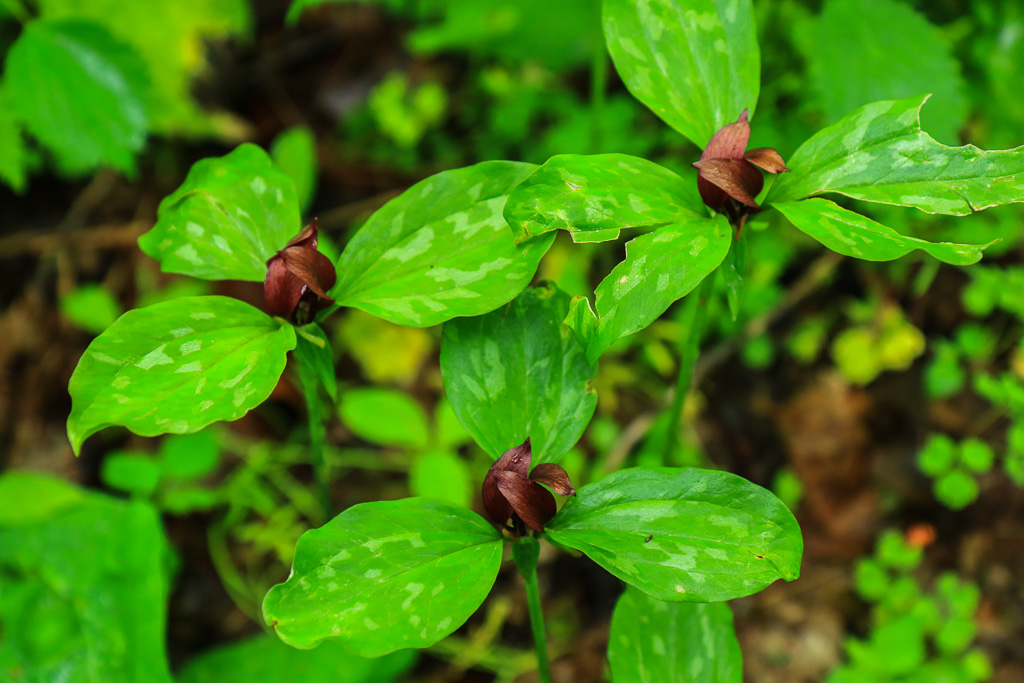 Trillium - Turkey Run State Park