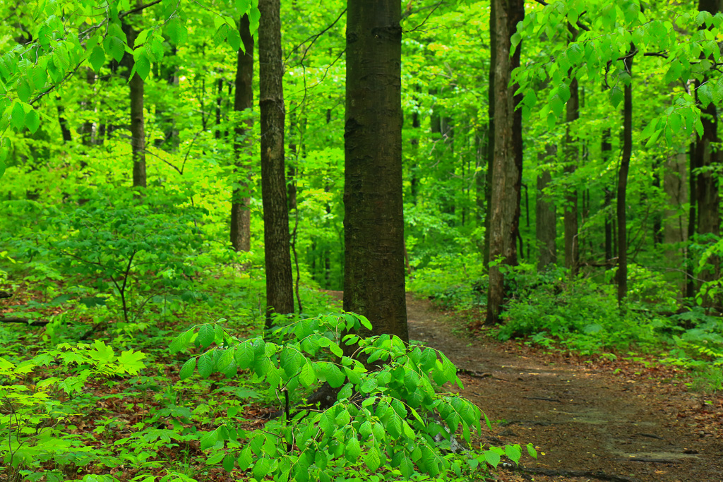 Wooded path - Turkey Run State Park