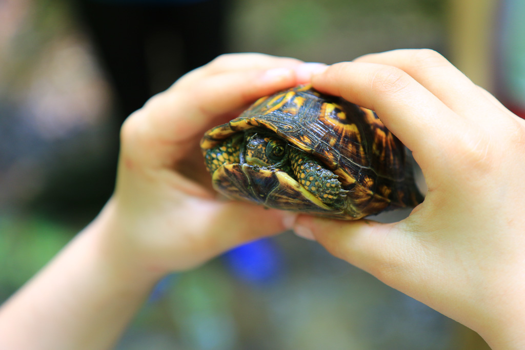 Box turtle - Turkey Run State Park