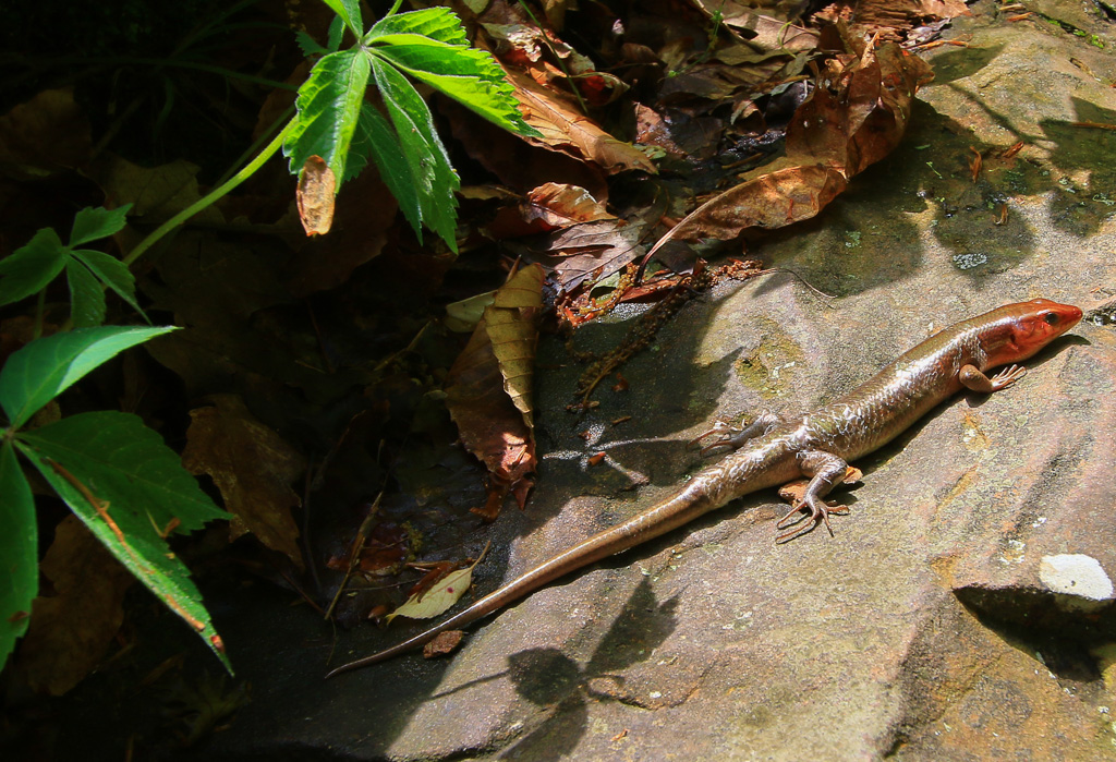 Broad head skink - Turkey Run State Park