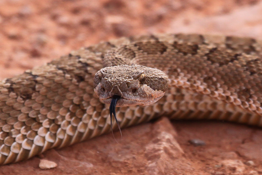 Grand Canyon Rattlesnake - Utah