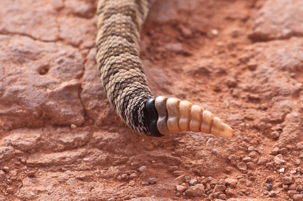 Detail of rattle - Vermillion Cliffs National Monument, Arizona