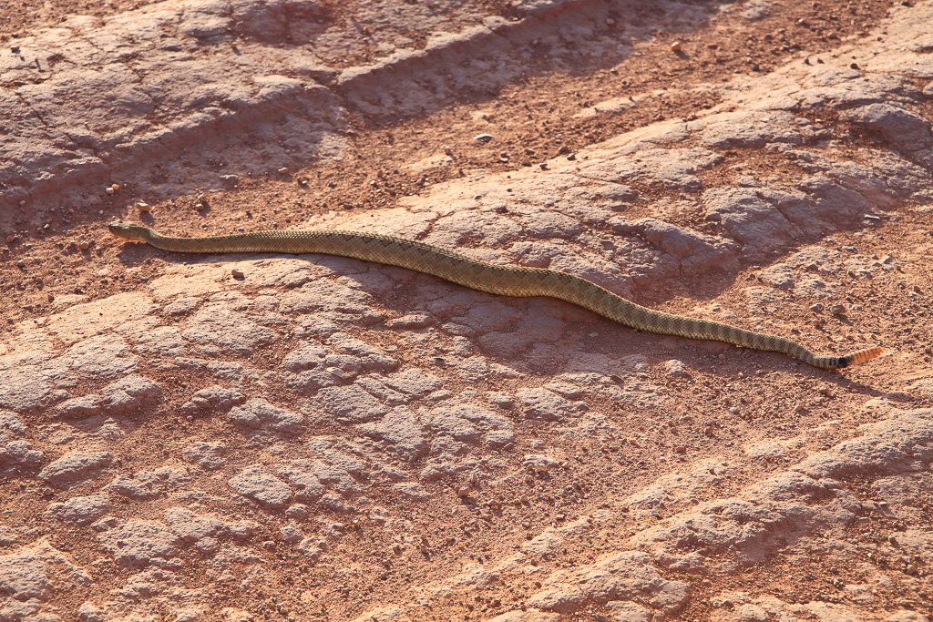 Second Mojave rattlesnake along House Rock Valley Road - Vermillion Cliffs National Monument, Arizona