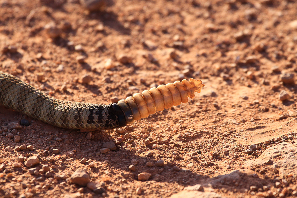 The rattle is composed of a series of nested, hollow beads which are actually modified scales from the tail tip. Each time the snake sheds its skin, a new rattle segment is added. They may shed their skins several times a year depending on food supply and growth rates. - Vermillion Cliffs National Monument, Arizona