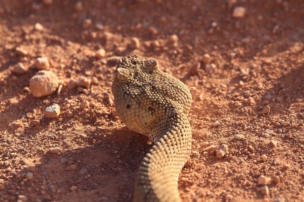 Rattlesnake along House Rock Valley Road - Vermillion Cliffs National Monument, Arizona