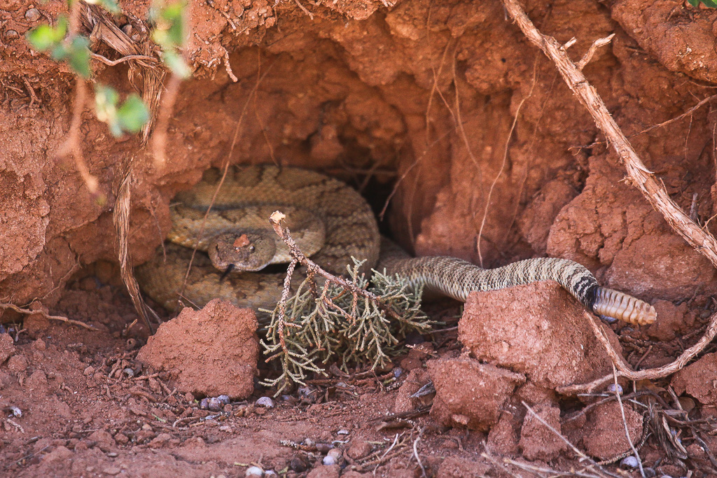 We watched as the rattlesnake curled into a comfortable position in the hole - Vermillion Cliffs National Monument, Arizona