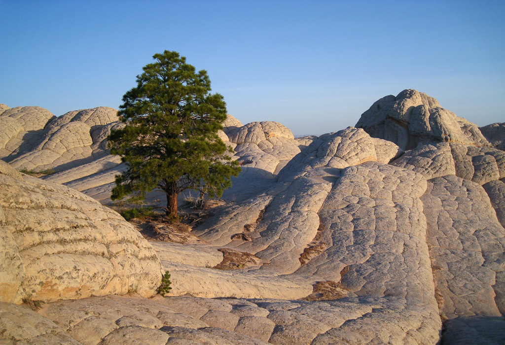 Lone Pine Tree - White Pocket