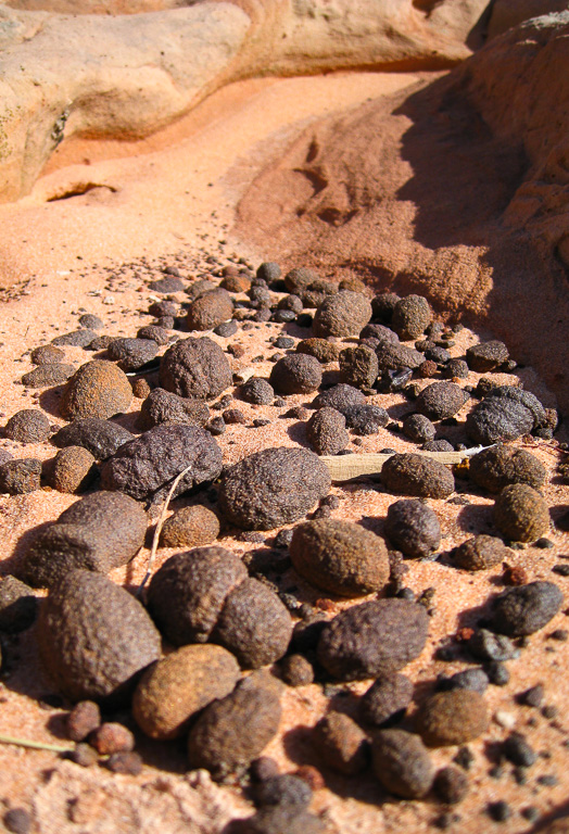 Moqui Marbles - White Pocket