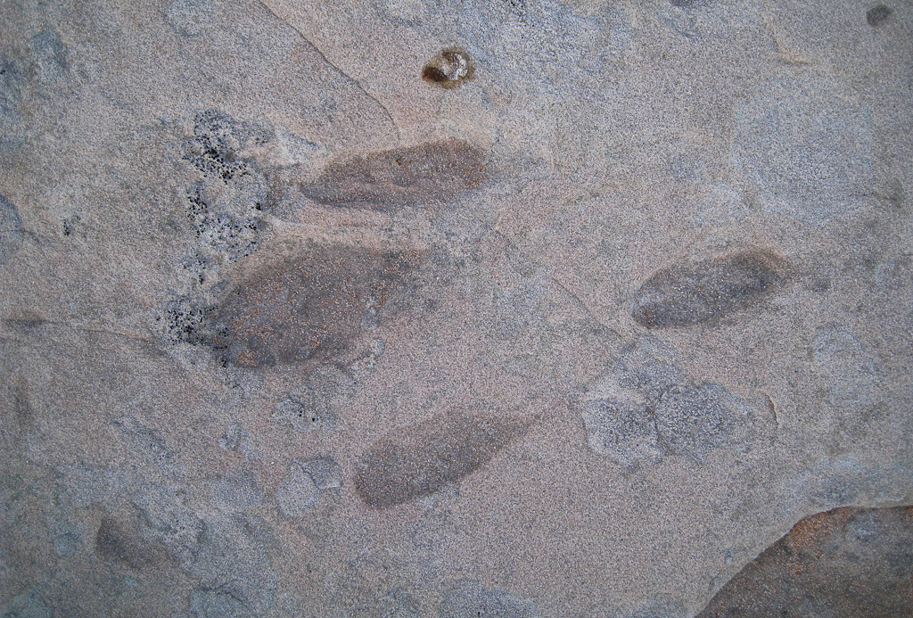 Dinosaur track - White Pocket