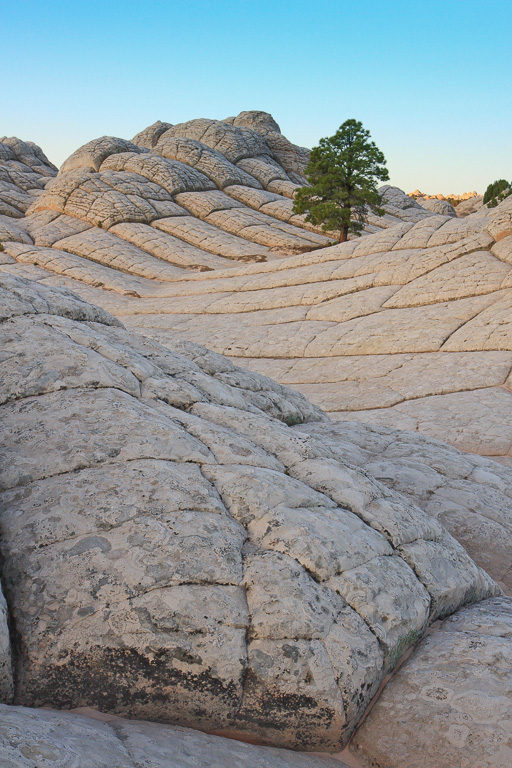 Lone Pine Tree - White Pocket