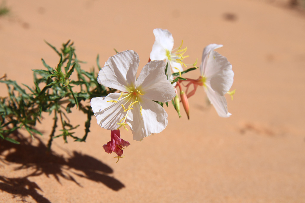 Evening primrose - White Pocket