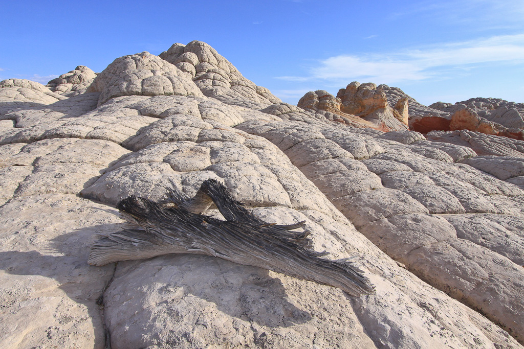 Wood and Rock - White Pocket